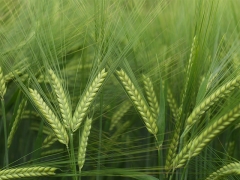 Ячмень сорта Ирина